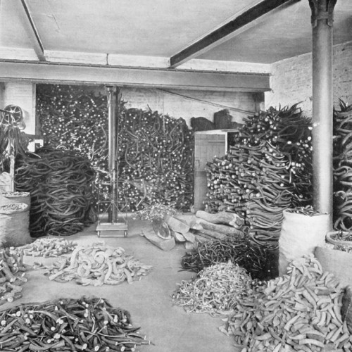stag-store_500x500_acf_cropped